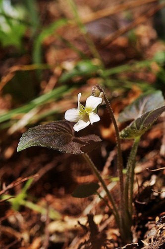 菫タカオスミレ白花200326 (6)