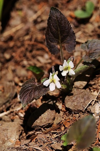 菫タカオスミレ白花200326 (1)