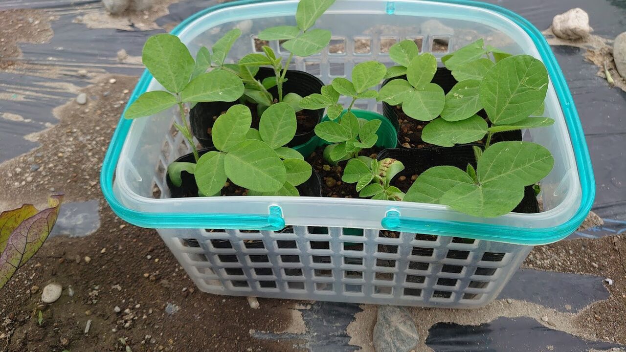 気まぐれ農園 枝豆断芯断根 気まぐれtomato