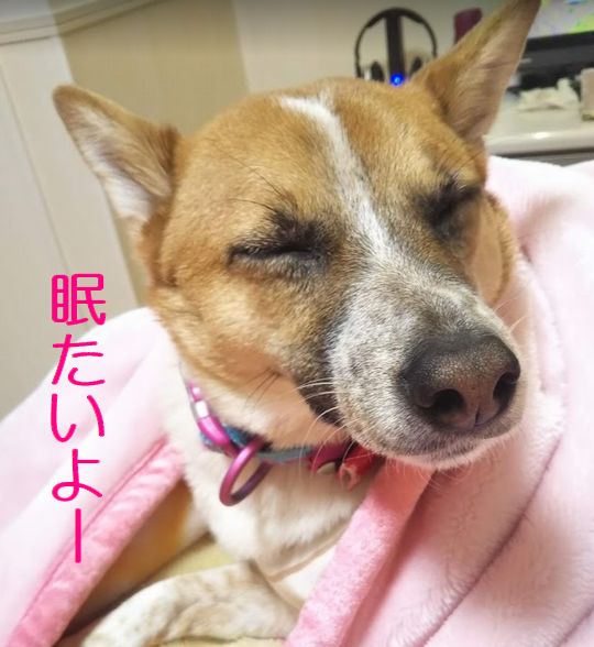 眠たいよー 散歩行きたくないよー 野犬だったこじろう 眠たいよー 散歩行きたくないよー 野犬だったこじろう