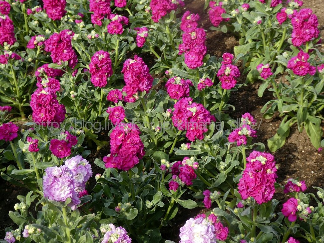 冬も色鮮やかなお花を堪能 気ままにディズニー生活