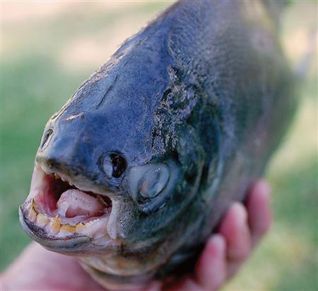 男性器を噛みちぎる魚 ボールカッター こと パクー が北欧で見つかる 気まま研究所