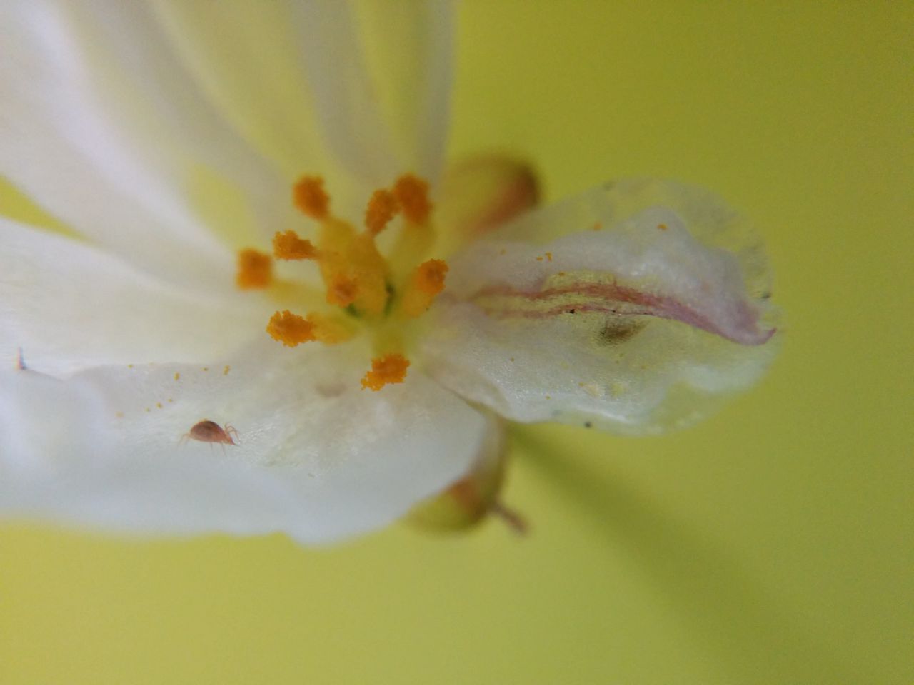 アナカリスの花が咲いた 婿入り男の気ままなメダカ日記