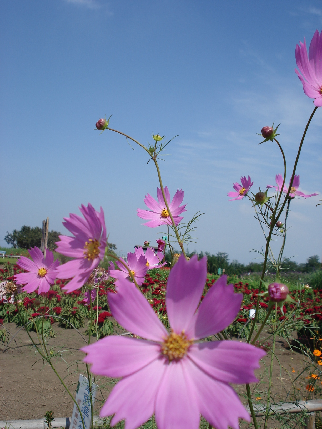 鼻高展望花の丘 奥多野店長の徒然
