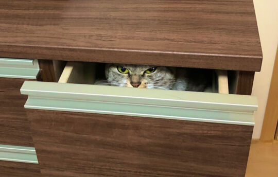 人見知りなドラえもんっぽいの来てる 猫ちゃんが引き出しの中から眼光鋭めに見つめる映像が面白かわいい 気まぐれnews情報館