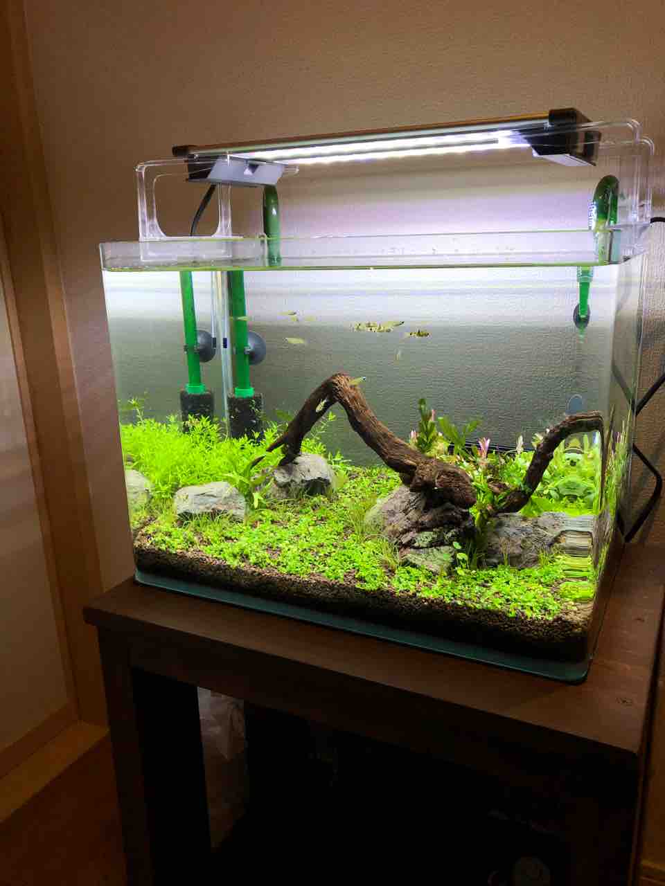 Green Shades Cardinal Lights 清濁合わせた注水後の水中 コケに怯える日々を過ぎて 40cm水槽 第1期の3