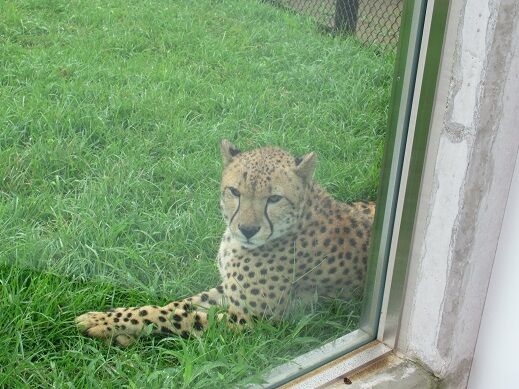 千葉市動物公園でチーターが走る姿がみれるかも 日本共産党千葉市議 中村きみえのブログ