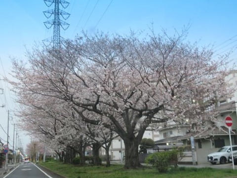 5日桜