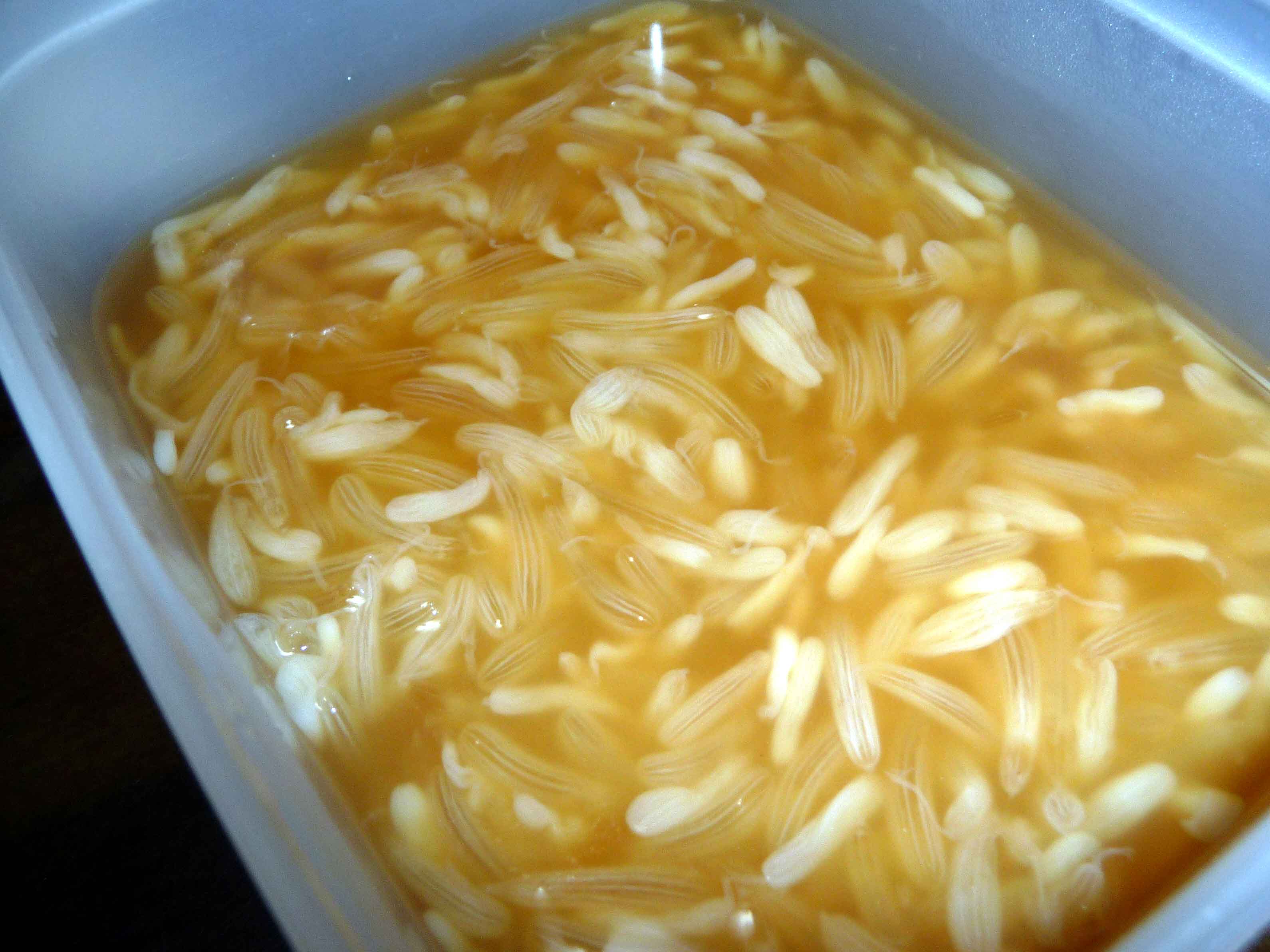 たこまんまの醤油漬 S A K U R A