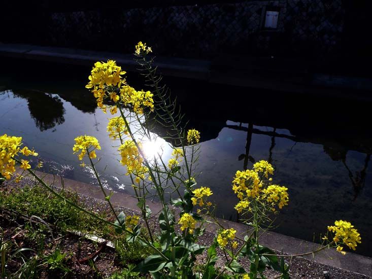 rape blossoms1