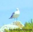 cotebleue<C>kimiko.botti