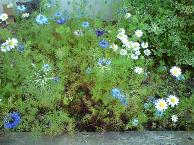 トゥインクルの花壇で ニゲラ の花が咲いています 木のおもちゃで楽しい子育て トゥインクルの花壇で ニゲラ の花が咲いています 木のおもちゃで楽しい子育て