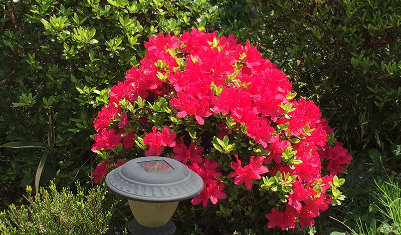庭の花木 葉ボタンの花が咲きました 気まぐれkimokuの癌 上咽頭癌 闘病記 庭の花木 葉ボタンの花が咲きました 気まぐれkimokuの癌 上咽頭癌 闘病記