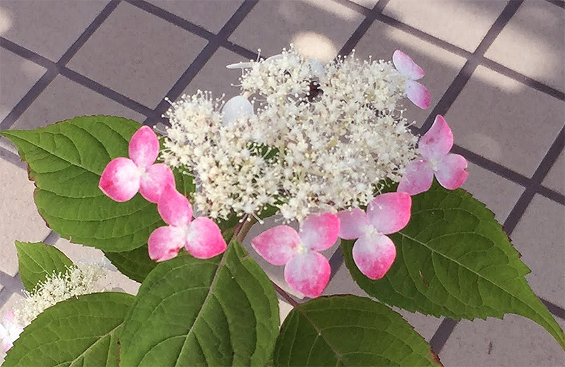 山あじさい くれない 綺麗な紅色の花が咲きました 気まぐれkimokuの癌 上咽頭癌 闘病記 山あじさい くれない 綺麗な紅色の花が咲きました 気まぐれkimokuの癌 上咽頭癌 闘病記