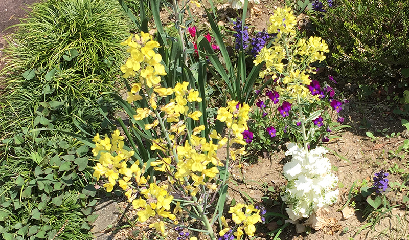 庭の花木 葉ボタンの花が咲きました 気まぐれkimokuの癌 上咽頭癌 闘病記 庭の花木 葉ボタンの花が咲きました 気まぐれkimokuの癌 上咽頭癌 闘病記