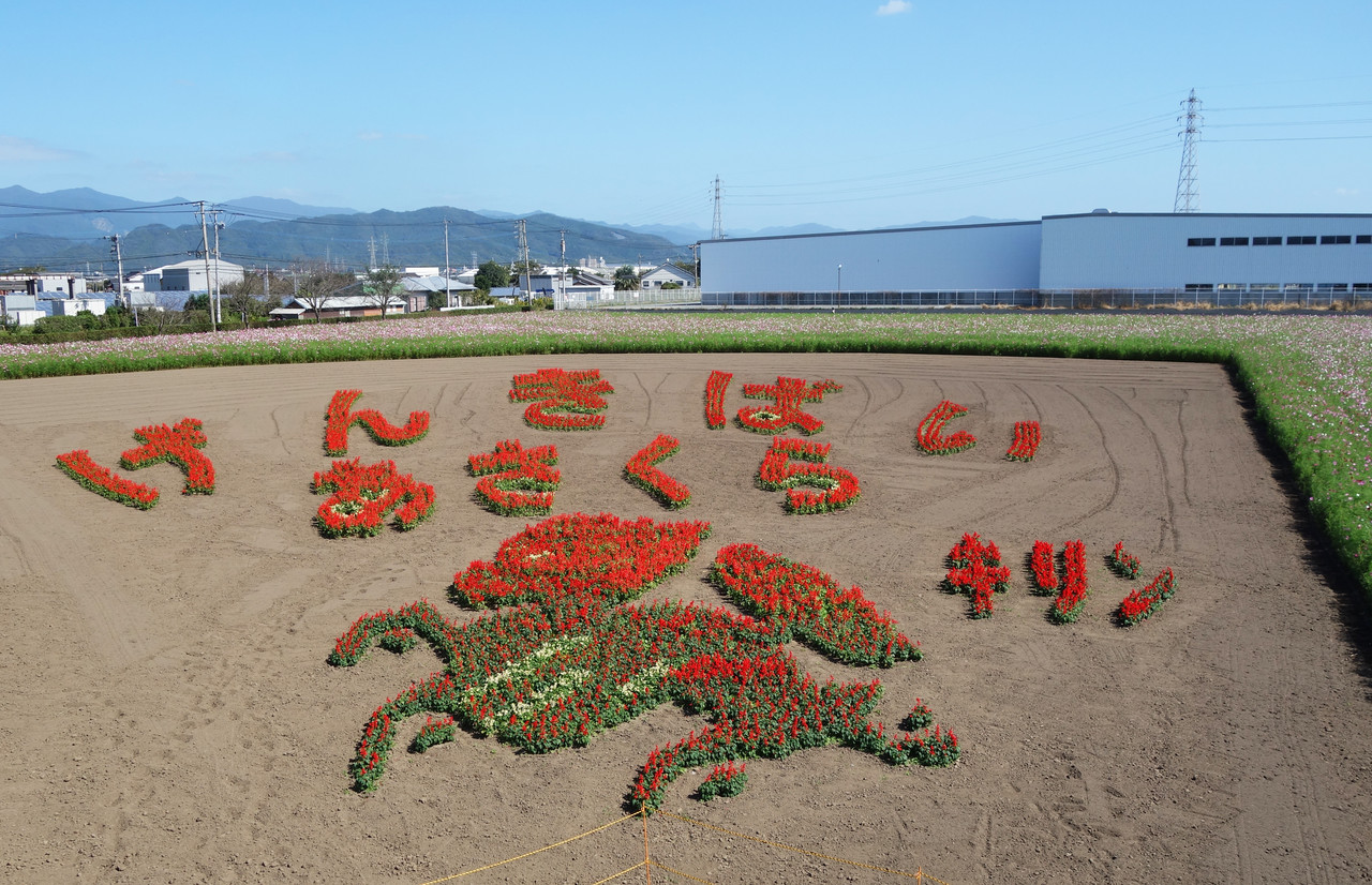 博多おんな節 福岡 キリンビール福岡工場 キリン コスモスフェスタ19