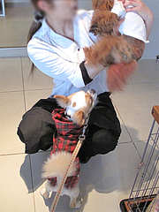 7店内:看板犬のモモちゃん嫌がる@ドッグカフェレストラン・ワンパーク大濠店