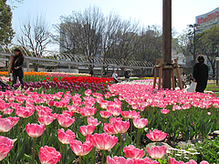 春@警固公園・天神