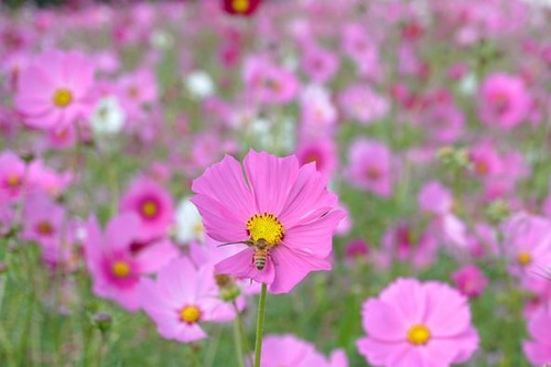 花1