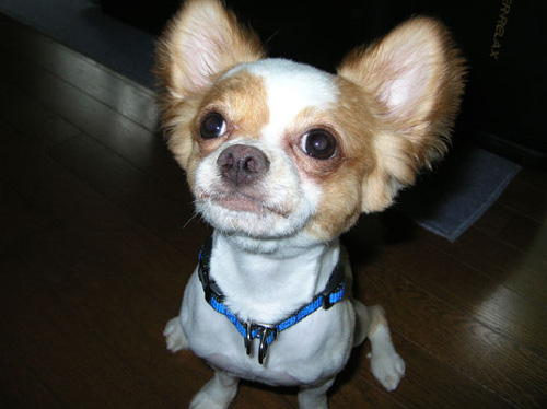 博多おんな節 やんちゃ過ぎて チワワ犬の後ろ足びっこ