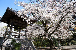 大徳寺桜