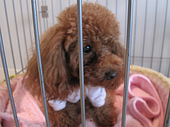 6店内:看板犬のモモちゃん@ドッグカフェレストラン・ワンパーク大濠店
