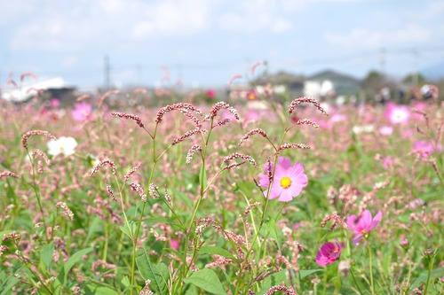 花3