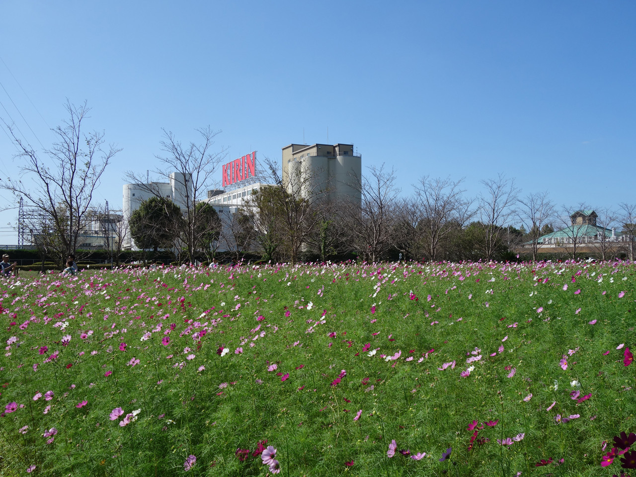 博多おんな節 福岡 キリンビール福岡工場 キリン コスモスフェスタ19