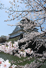 花見・桜@リバーウォーク北九州・小倉城