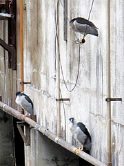 何かの鳥2@旦過市場・小倉
