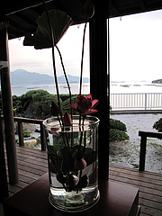蓮祭り13@僧伽小野・糸島