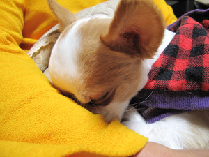 12セコム犬3