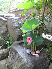 蓮祭り2@僧伽小野・糸島