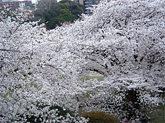桜2@福岡城址・舞鶴公園