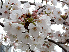 桜1@福岡城址・舞鶴公園