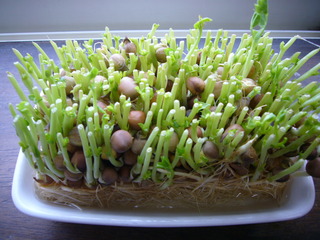豆苗再生中