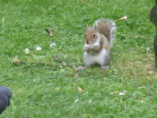 squirrel