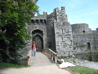 a swan sitting at the gate
