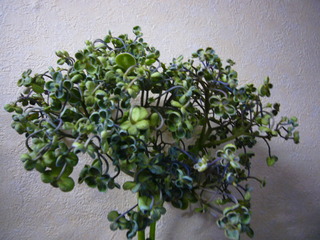 ロウ細工のような紫陽花