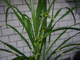 数珠玉と斑入りススキ