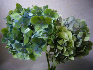 自然乾燥紫陽花