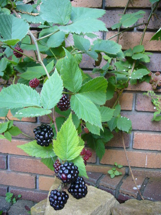 blackberry(riped)