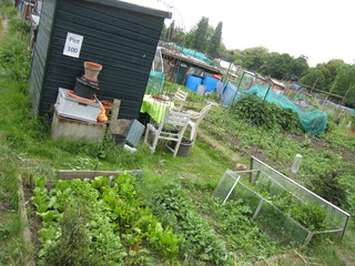 貸農園(菜っ葉)