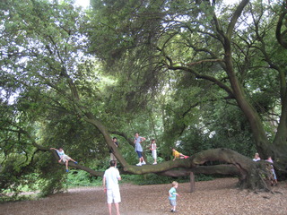 木登りして遊ぶ子供達