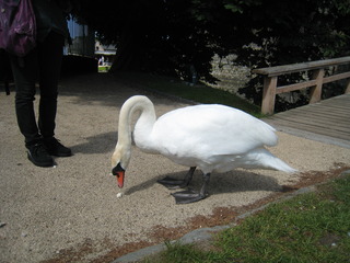 the swan eating a crum