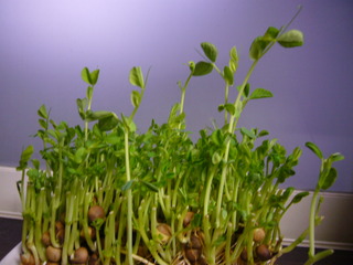 お日様に向かって伸びてます