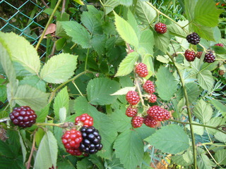 blackberry (not yet riped)