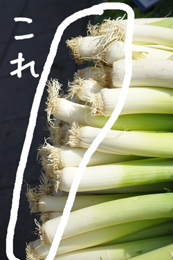 leek-318156_640