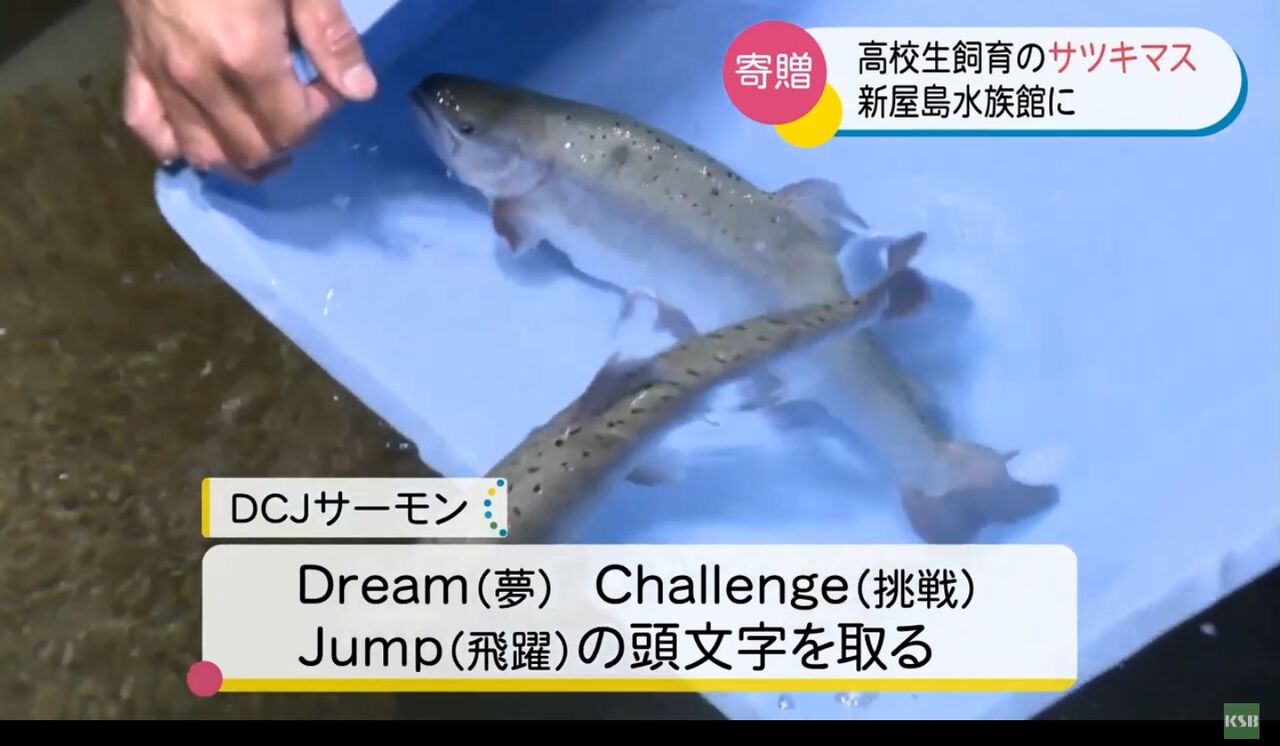 香川県立多度津高等学校 学校で育てたサツキマスを飲食店が高額で買ってくれないから 新屋島水族館 へ寄贈 キムチうどん県民 香川県立多度津高等学校 学校で育てたサツキマスを飲食店が高額で買ってくれないから 新屋島水族館 へ寄贈 キムチうどん県民