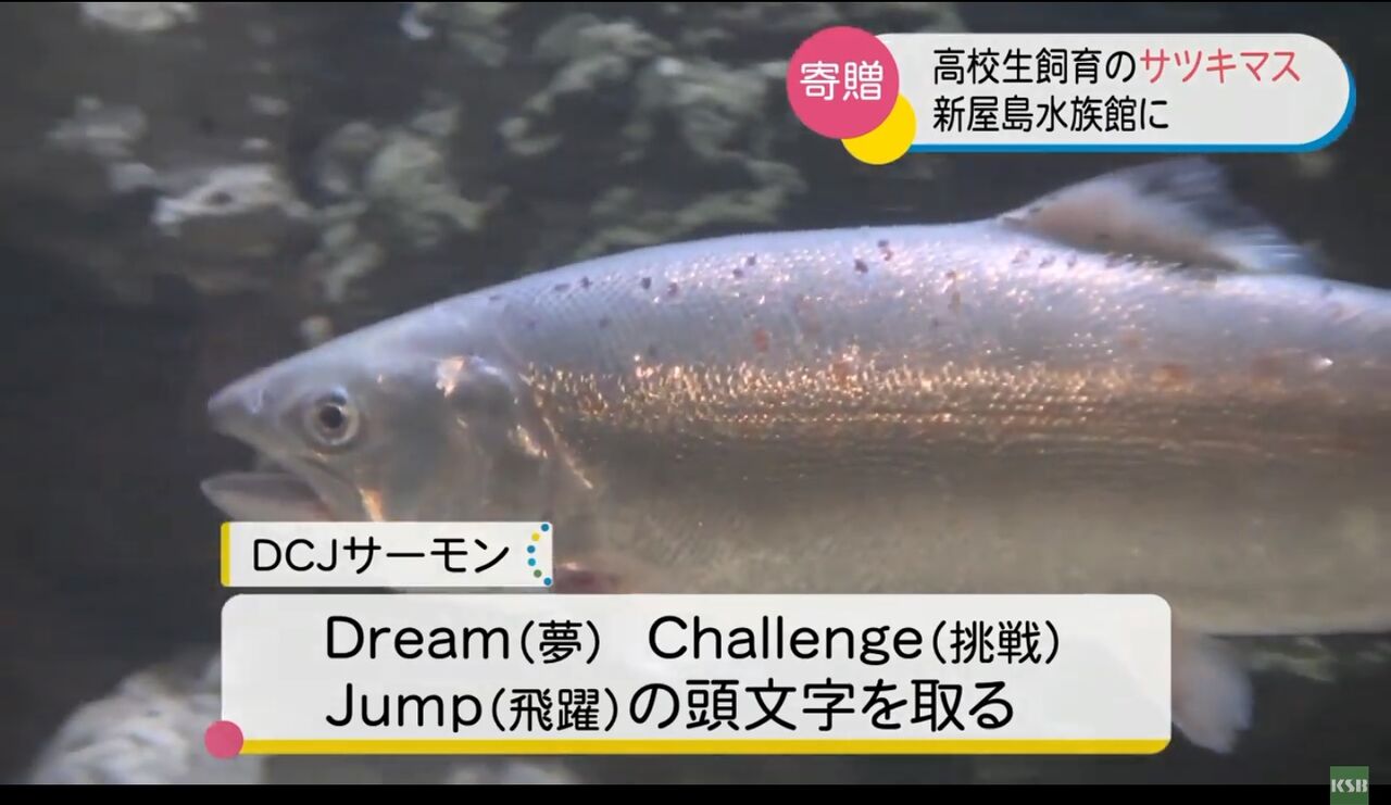 香川県立多度津高等学校 学校で育てたサツキマスを飲食店が高額で買ってくれないから 新屋島水族館 へ寄贈 キムチうどん県民 香川県立多度津高等学校 学校で育てたサツキマスを飲食店が高額で買ってくれないから 新屋島水族館 へ寄贈 キムチうどん県民